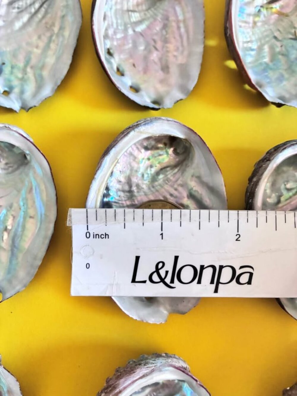 9Pcs 2.5-3Inch Colorful Natural Abalone Shell - Picture 4 of 6